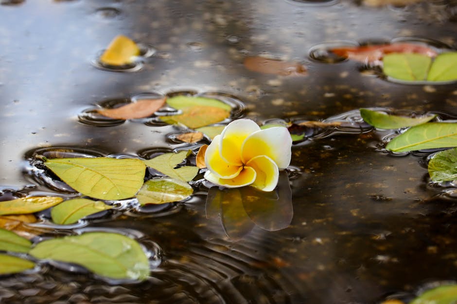 White Mold in Soil: Top Tips…