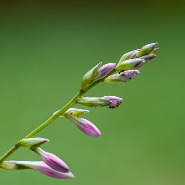 Why Ants Invade Homes: Common Causes and Attractants Unveiled