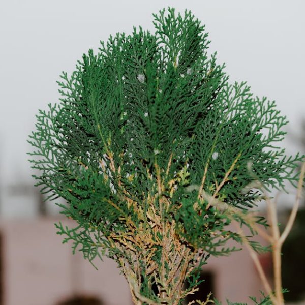 14 Evergreen Shrubs Ideal for Shady Gardens