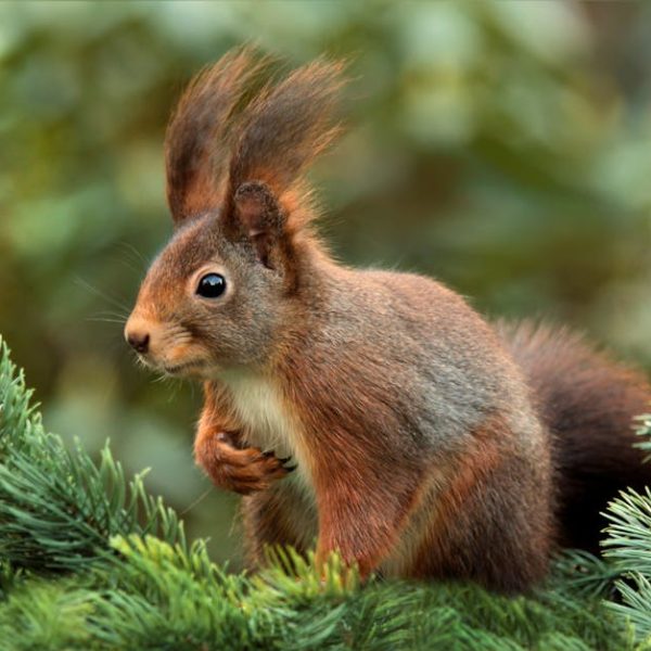 14+ Genius Ideas to Keep Squirrels Out of Your Garden