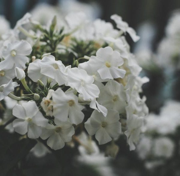14 Stunning Perennials for Year-Round Vibrant Ground Cover