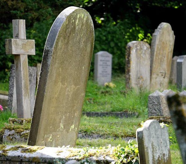 14 Stunning Shade-Loving Plants to Enhance Your Garden