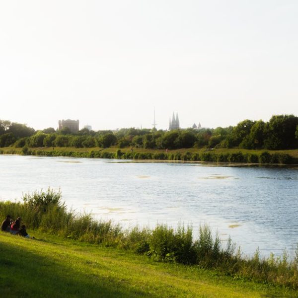 14 Water-Loving Trees Ideal for Thriving in Soggy Soils