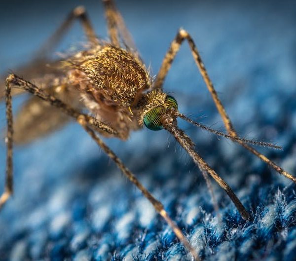 17 Simple DIY Mosquito Repellents for a Bite-Free Summer