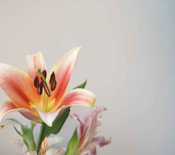 21 Perennial Flowers That Bloom All Summer & Beyond: A Guide