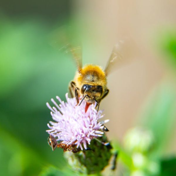 21+ Simple and Natural Ant-Killing Methods You’ll Love Using