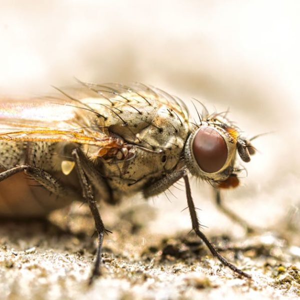 4+ Ways Fruit Flies vs. Gnats Differ & Tips to Eliminate Both Efficiently