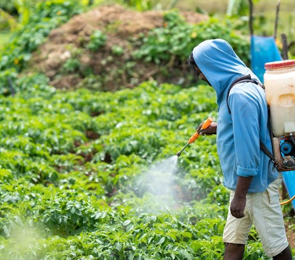 5 Easy Ways to Eliminate Aphids from Your Kale Plants