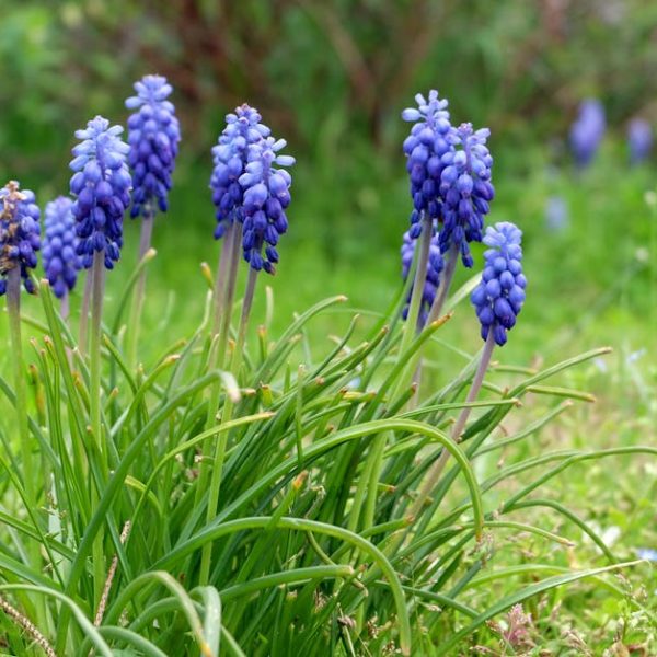 7 Enchanting Climbing Roses to Elevate Your Garden’s Beauty