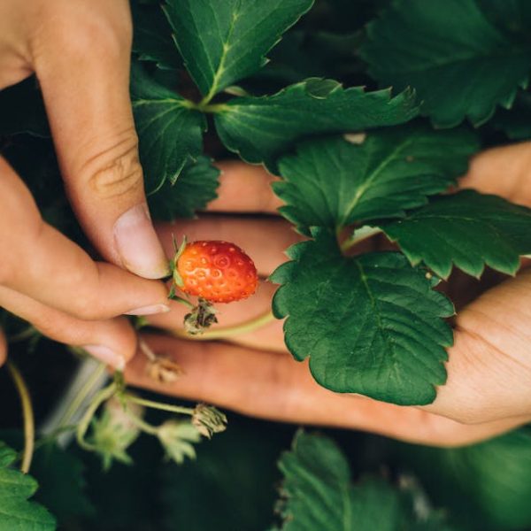 7 Simple Steps: Grow Pineapples from Tops at Home Easily