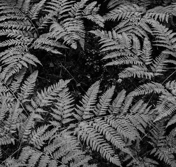 7 Sun-Loving Ferns That Flourish in High Heat Conditions