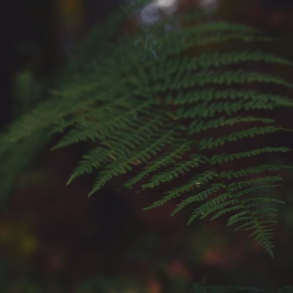7 Vibrant Ferns That Will Illuminate Your Shade Garden