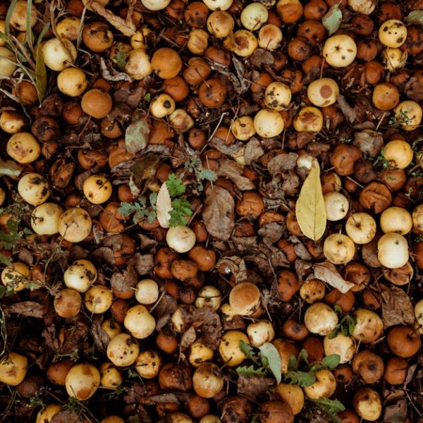 DIY Compost Tea: Boost Your Garden with Nutrient-Rich Fertilizer