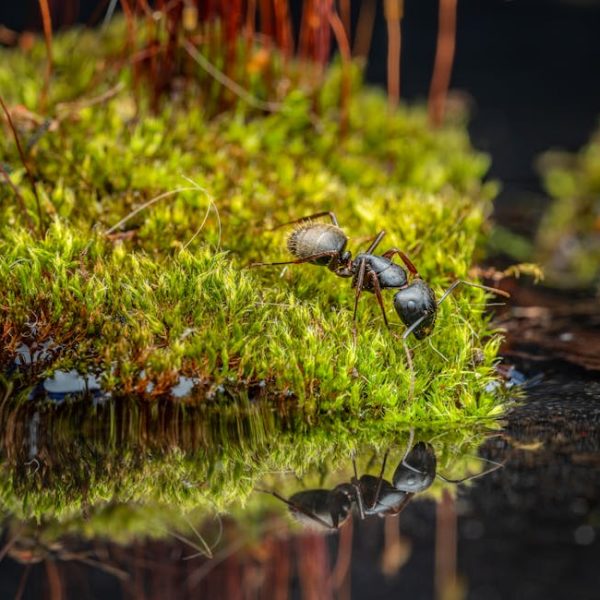 Effective and Pet-Safe Natural Ant Killers: Your Best Options