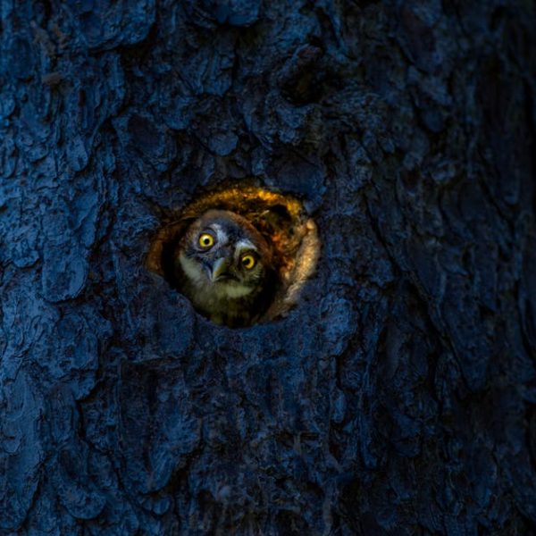 Effective Bird Removal: Quick Tips to Evict Birds from Walls