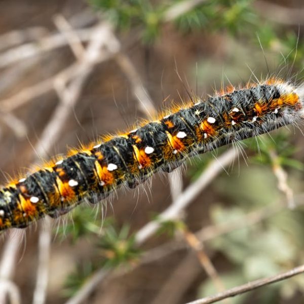 Effective Maggot Control: Easy Results with Diatomaceous Earth