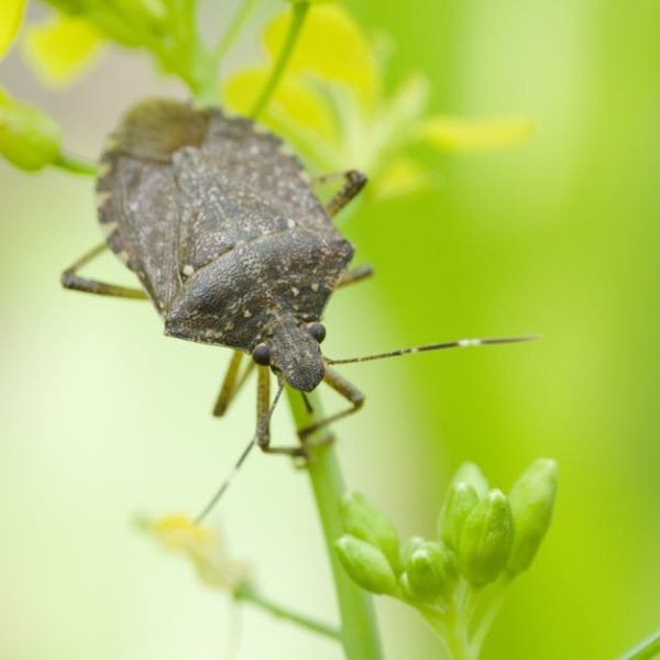 Effective Methods to Remove Stink Bugs from House Siding