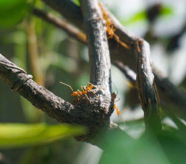 Effective Natural Solutions to Eliminate Ants in Your Home