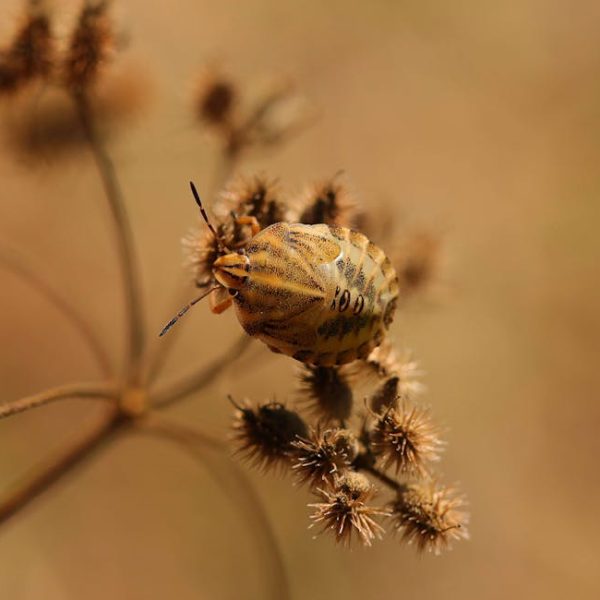 Effective Solutions to Eliminate Brown Marmorated Stink Bugs