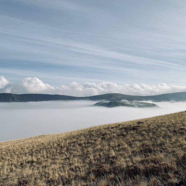 Effective Ways to Eliminate Ant Hills from Your Yard