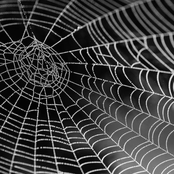 Effective Ways to Keep Spiders Away from Your Garage