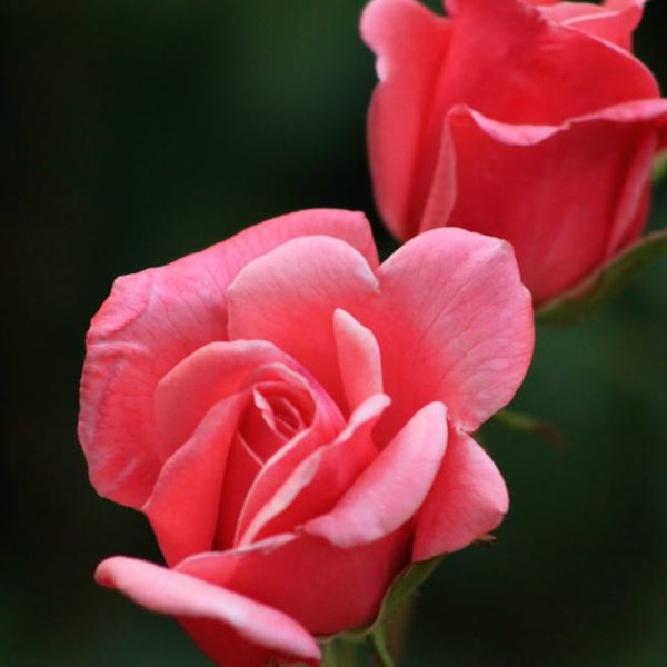 Enhance Your Roses’ Health with Epsom Salt: A Gardener’s Guide