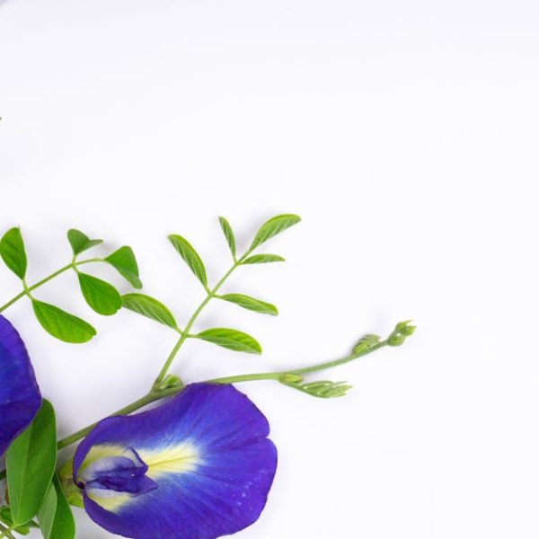 Expert Tips for Perfectly Harvesting Peas: A How-To Guide