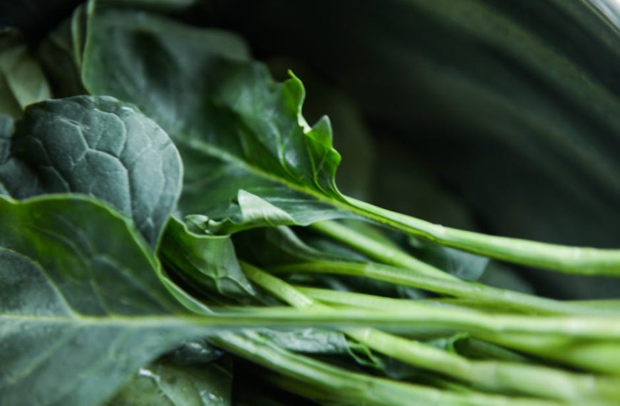 Growing Kale Indoors: Essential Planting and Care Tips