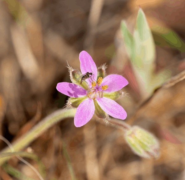 Indoor Mosquito Control: Quick Tricks to Eliminate Mosquitoes