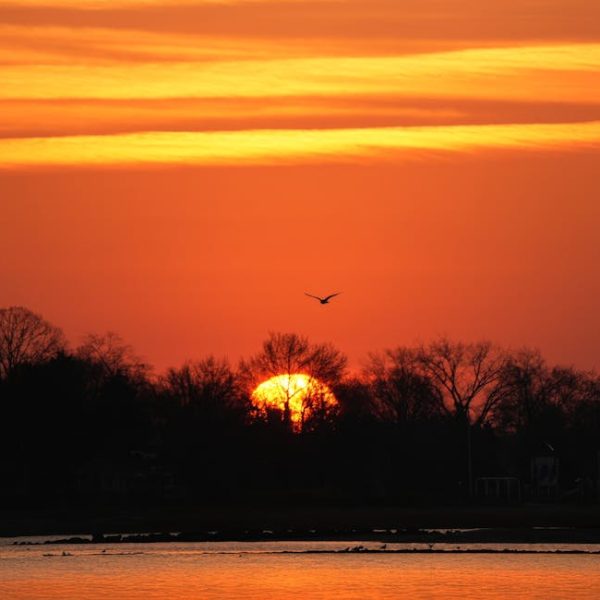 Neem Oil: A Safe Solution for Bed Bug Infestations?