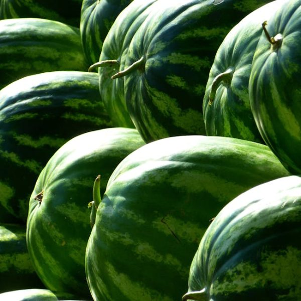 Quick Tips for Growing Watermelons: Simple Steps to Success
