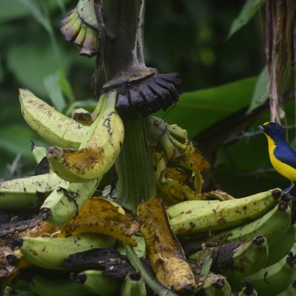 Safe Natural Sprays to Effectively Eliminate Fruit Flies