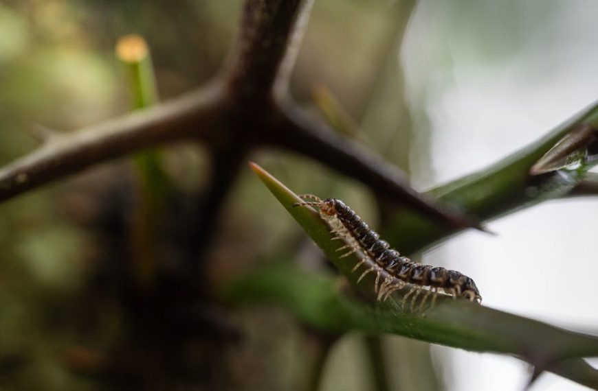 Say Goodbye to Millipedes: Easy Tips for a Millipede-Free Home