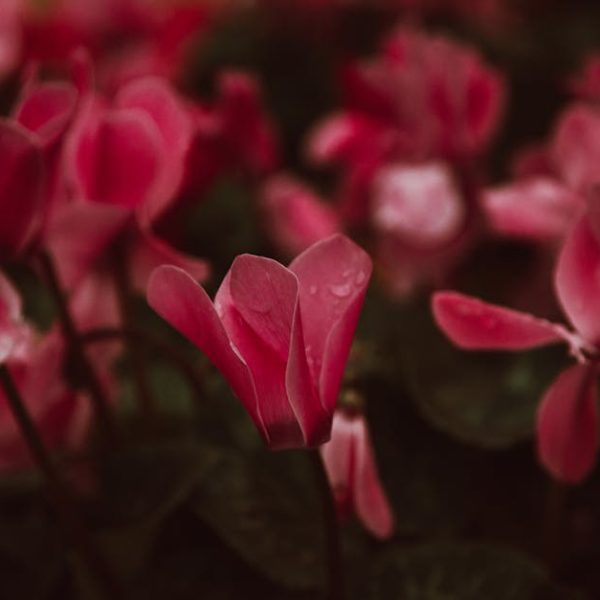 Top Easy-to-Grow Perennials for Every Beautiful Garden