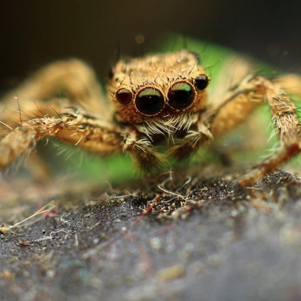 Top Effective Methods to Repel Mosquitoes Without Bug Spray