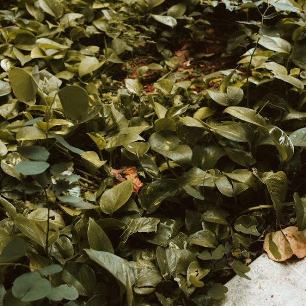 Top Fast-Growing Ground Cover Plants to Transform Your Garden