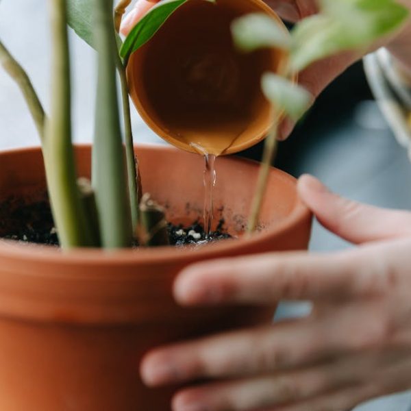 Top Locations for Thriving Raspberry Plants: Expert Tips