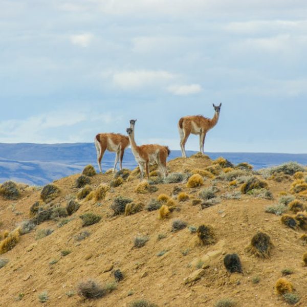 Top Plants That Flourish in Hot Summer Climates