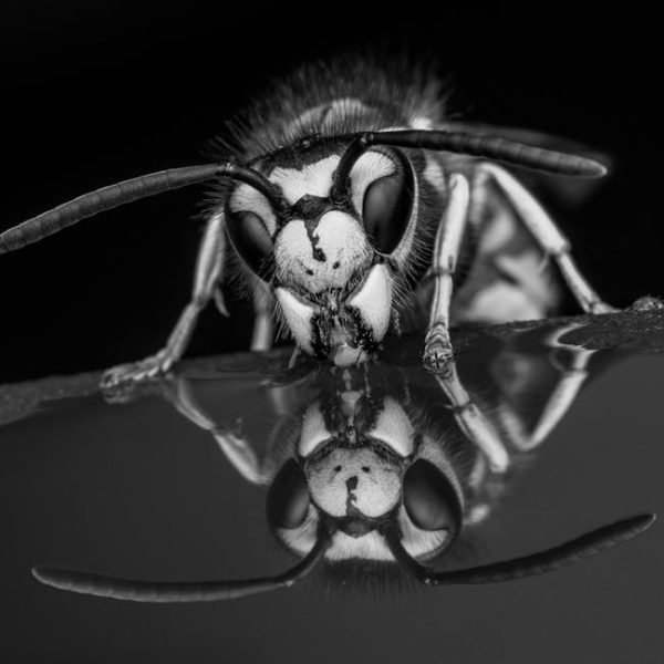 Top Tips to Keep Wasps Away from Your Patio This Summer