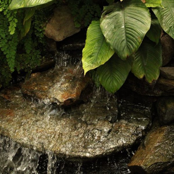 Top Vegetables for Shady Gardens: A Gardener’s Ultimate Guide