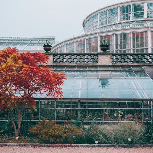 Year-Round Blooms: Best Shrubs for Endless Garden Color